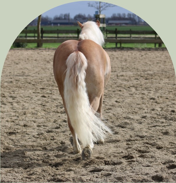 PaardencoachHolland