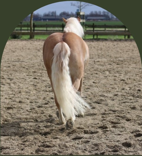 PaardencoachHolland