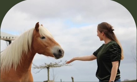 PaardencoachHolland