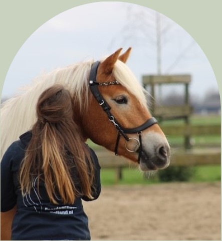PaardencoachHolland