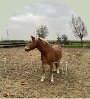 PaardencoachHolland