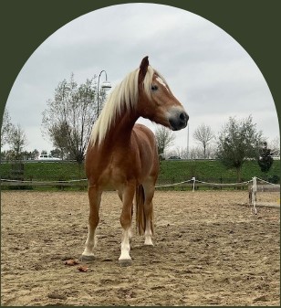 PaardencoachHolland