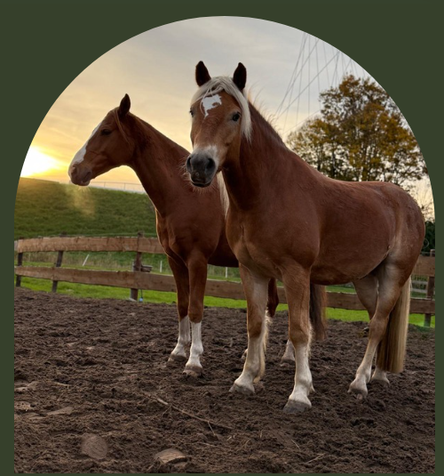 Equine Balans Amigo en Whisper
