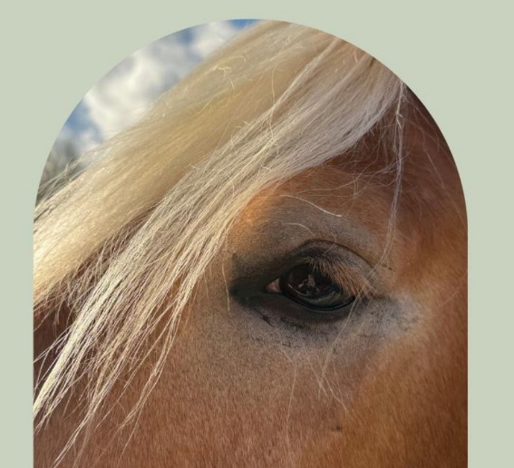 Equine Balans - re-integratie met paarden 