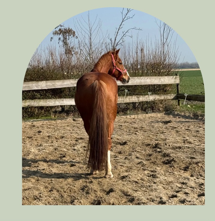Equine Balans Bedrijfstraining met paarden