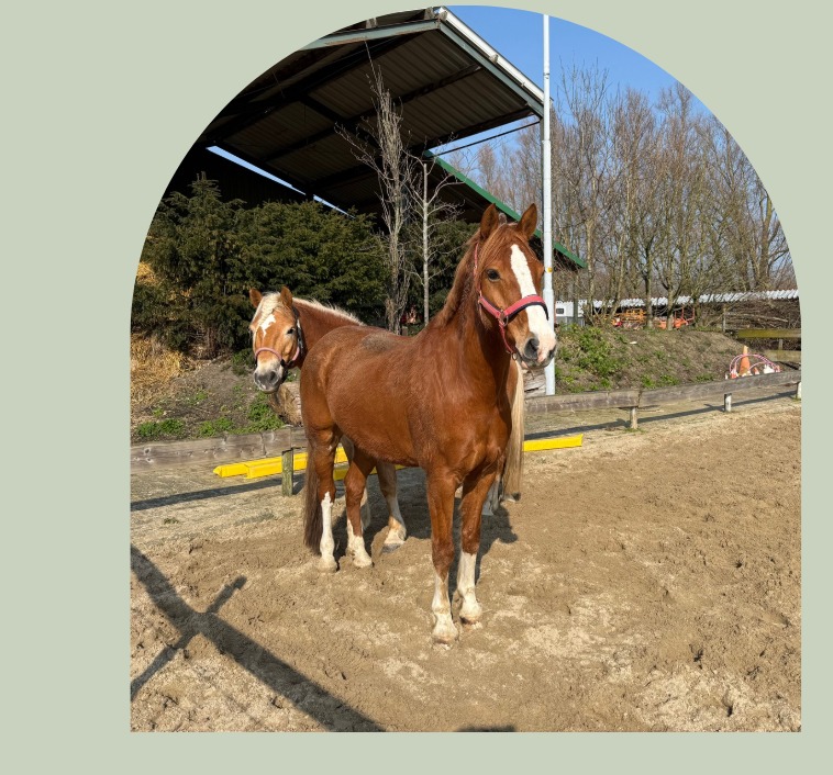Equine Balans de specialist voor teamcoaching